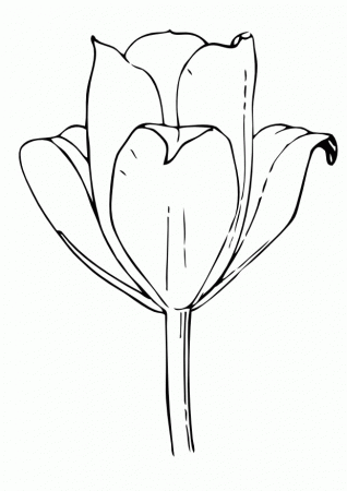 Tulip-coloring-pages-5 | Free Coloring Page Site