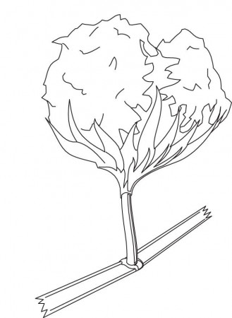 Cotton coloring page | Download Free Cotton coloring page for kids 