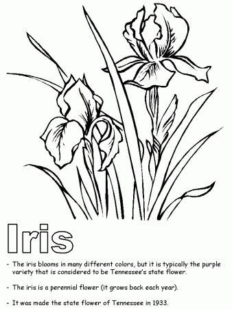 Iris coloring page