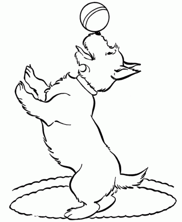 Dog Coloring Pages | Printable Scottish Terrier coloring page 
