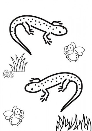 Salamander Colouring Pages - Show My Crafts