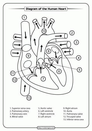 Printable Diagram of the Human Heart Pdf Worksheet | Medical school  inspiration, Heart diagram, Medical school essentials