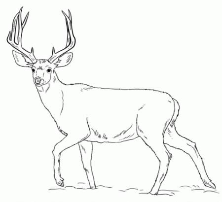 Mule Deer Buck coloring page | Free Printable Coloring Pages