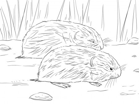 Lemming coloring pages. Download and print Lemming coloring pages.