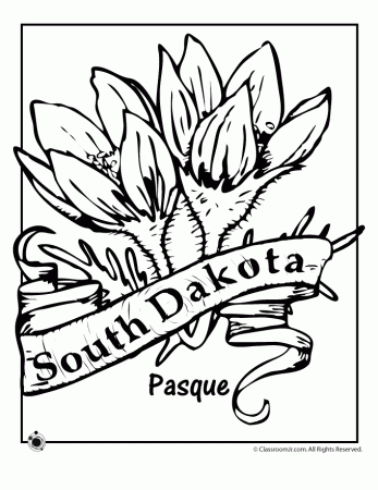 South Dakota State Flower Coloring Page | Woo! Jr. Kids Activities :  Children's Publishing