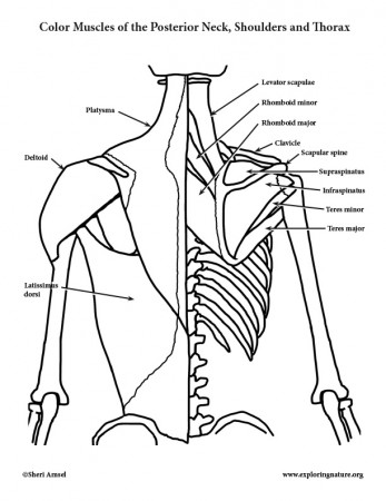 Muscles of the Posterior Neck, Shoulders and Thorax Coloring Page