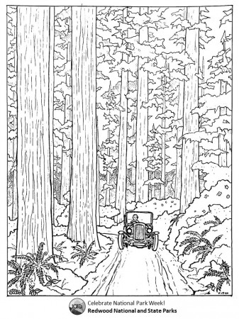 Spring Coloring Challenge - Redwood National and State Parks (U.S. National  Park Service)