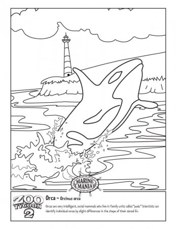 Printable Killer Whale Coloring Pages - Toyolaenergy.com