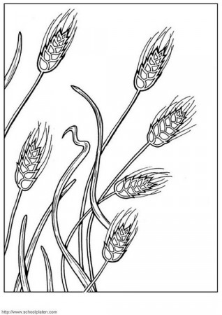 Coloring Page grain - free printable coloring pages - Img 3905