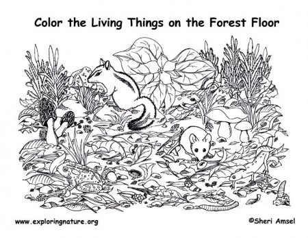 Forest Habitat Coloring Pages - Coloring Page