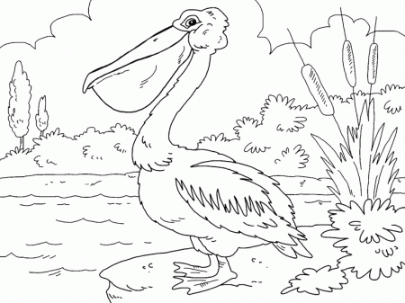 Pelican coloring page - Coloring Pages 4 U