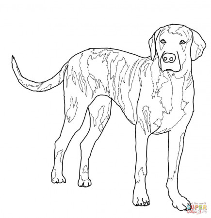 Basset Hound Coloring Pages - Coloring Pages For All Ages