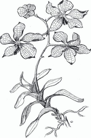 Orchid - Coloring Pages & Pictures - IMAGIXS | Line Art Painting ...
