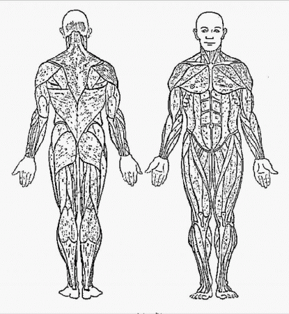 Free Muscle Anatomy Coloring Pages - High Quality Coloring Pages