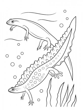 Amphibians coloring page - Free printable