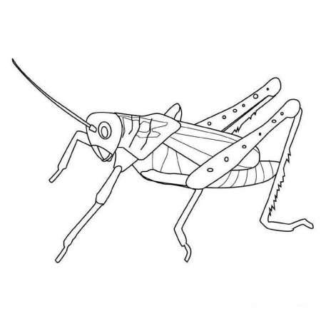 Bug & Insect Coloring Pages