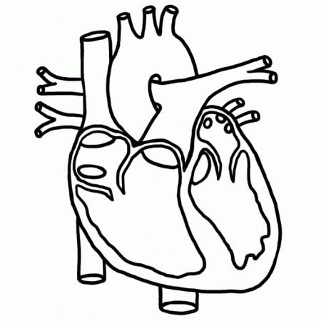 heart organ coloring page - Clip Art Library