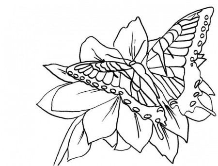 Monarch Butterfly Flower Coloring Kids Colouring Pages - Colorine ...