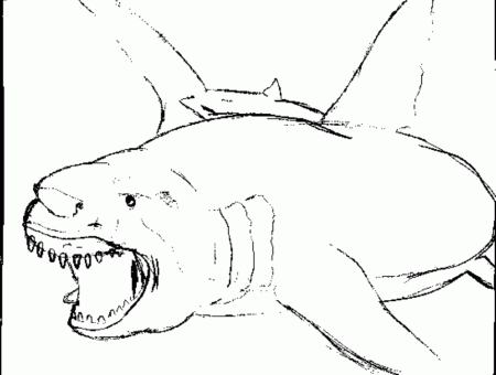 Great White Shark Coloring Pages great white shark coloring pages 