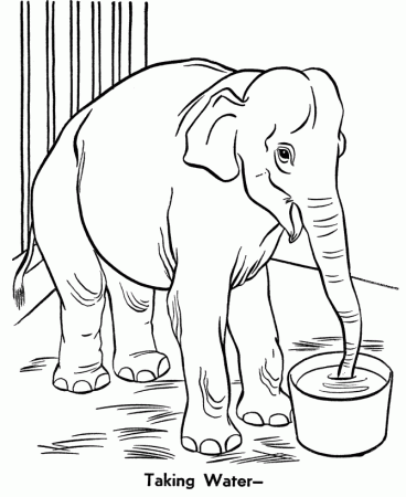 zoo animal coloring pages | Elephant coloring pages | Color 