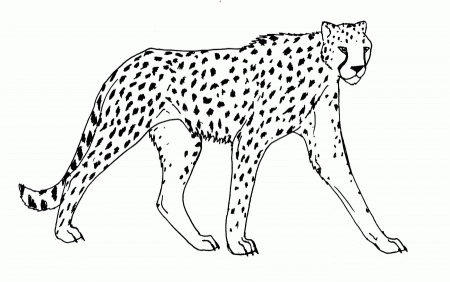 Cheetah lineart by maccarta on deviantART