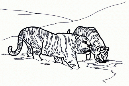 color Tiger Coloring Pages for kids | Great Coloring Pages