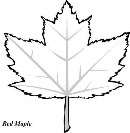 Pix For > Maple Leaf Pattern To Trace