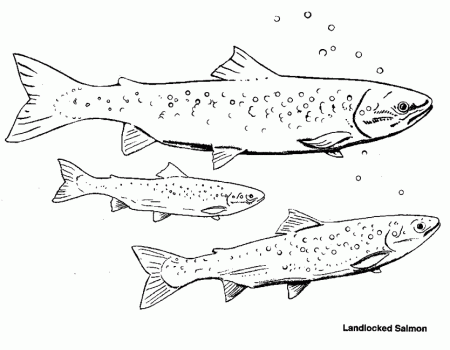 Salmon coloring page - Animals Town - animals color sheet - Salmon 
