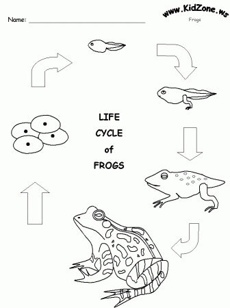 Frog Activity Sheet - Frog Life Cycle