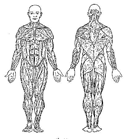 Muscular system front and back coloring page
