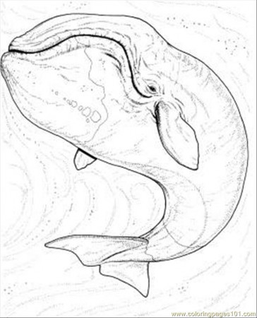 Humpback Whale Coloring Sheets