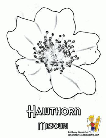 Flower Printables | States Maine-Montana | Free | Flower Drawings 