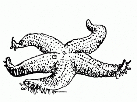 Starfish Coloring Page Coloring Pages Coloring Pages For Kids 