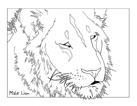 Lion Coloring Page for Kids - Free Printable Picture