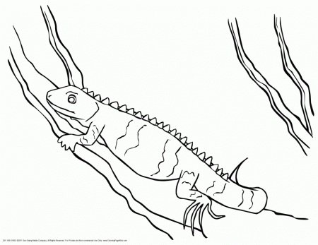 7 Iguana Coloring Free Coloring Page Site 114465 Iguana Coloring Pages