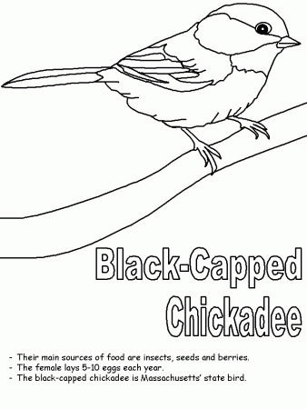 massachusetts bird coloring page | Claramaes birthday