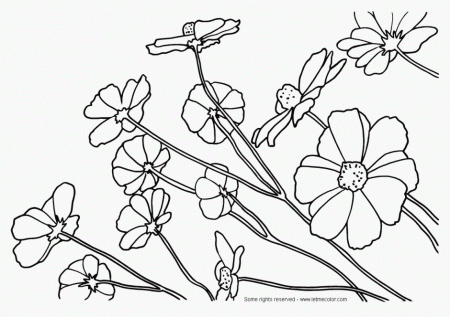 Mayflower Coloring Pages Coloring Pages Amp Pictures IMAGIXS 