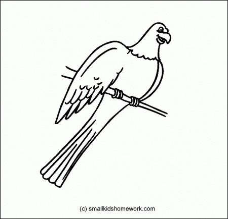 Parrot Bird Outline and Coloring Picture with Interesting Facts
