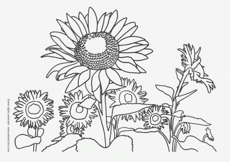 Pretty Sunflower Coloring Page Clip Art Id 73018 Uncategorized 