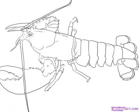 How to Draw a Lobster, Step by Step, Sea animals, Animals, FREE 