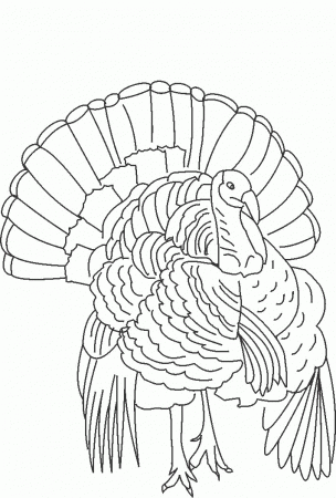 wild turkeys Colouring Pages