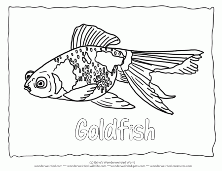Goldfish Coloring Pages | Coloring Pages