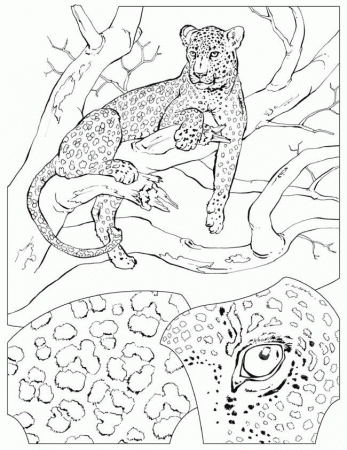 Cheetah Coloring Pages - Coloringpages1001.