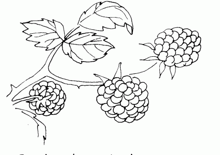berries on trees Colouring Pages