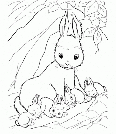 Rabbit Look Up Coloring Pages - Rabbit Coloring Pages : Girls 