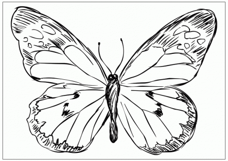 butterfly-image-for-coloring- 