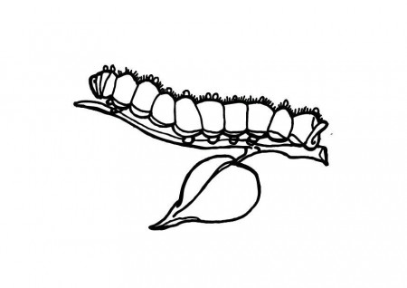 Coloring page caterpillar - img 9691.