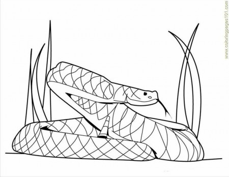 Coloring Pages Snake24 (Reptile > Snake) - free printable coloring 