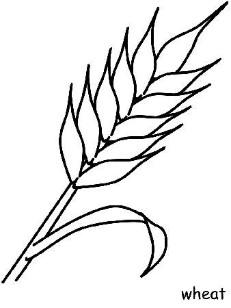 Wheat page Colouring Pages