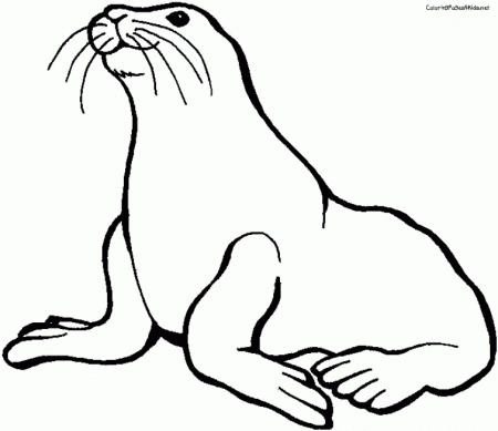 Seal Coloring Pages For Kids 5 | Free Printable Coloring Pages